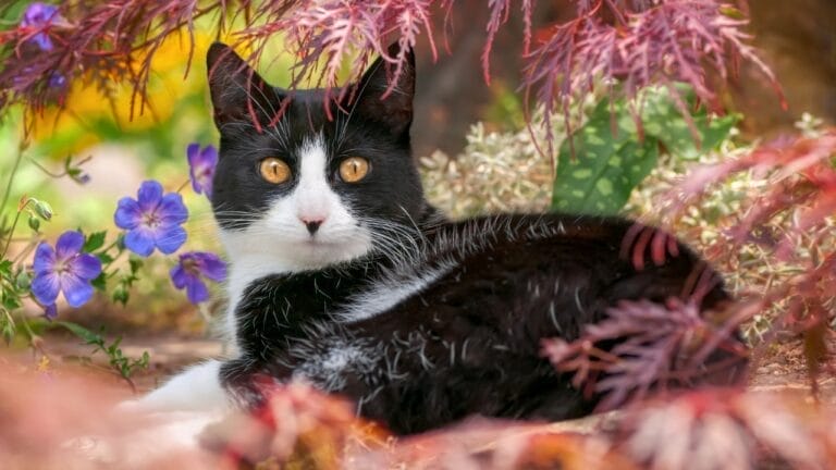 10 Facts About Tuxedo Cats You Probably Didn’t Know 8 10 Facts About Tuxedo Cats You Probably Didn’t Know - tuxedo cat ss2372075877