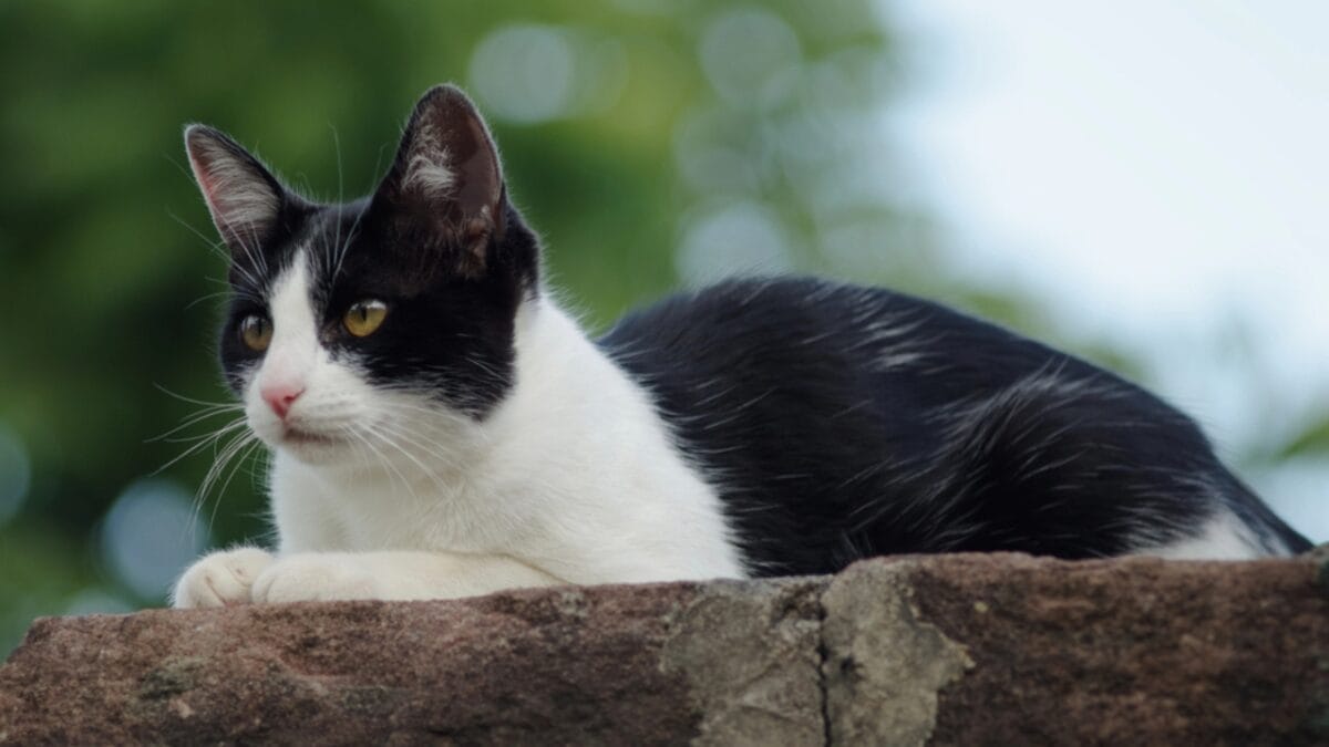 10 Facts About Tuxedo Cats You Probably Didn’t Know 2 10 Facts About Tuxedo Cats You Probably Didn’t Know - tuxedo cat color dp314795280