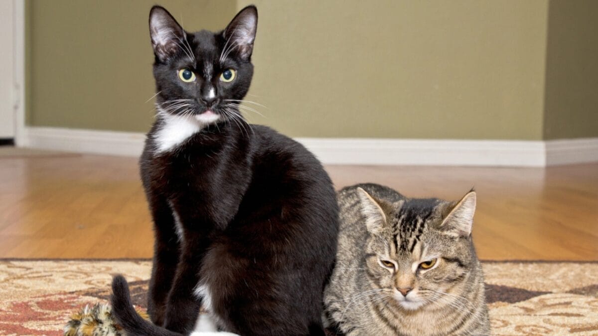 10 Facts About Tuxedo Cats You Probably Didn’t Know 10 10 Facts About Tuxedo Cats You Probably Didn’t Know - tuxedo cat different color dp42380951