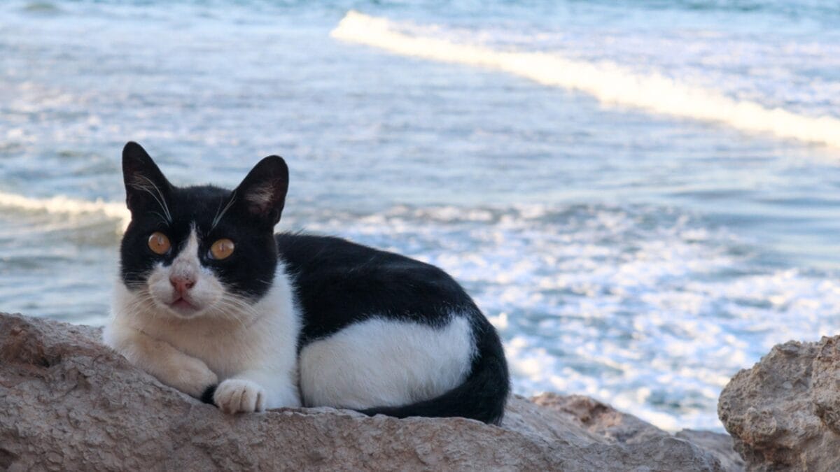 10 Facts About Tuxedo Cats You Probably Didn’t Know 6 10 Facts About Tuxedo Cats You Probably Didn’t Know - tuxedo cat in beach dp415032398