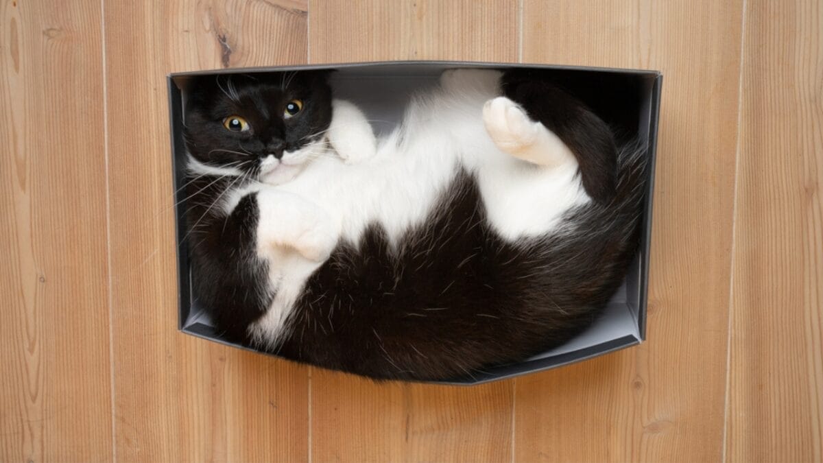 10 Facts About Tuxedo Cats You Probably Didn’t Know 8 10 Facts About Tuxedo Cats You Probably Didn’t Know - tuxedo cat in box dp538593922