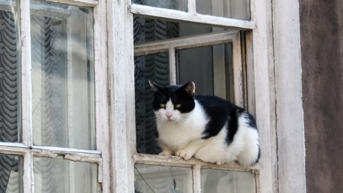 9 Telltale Signs Your Cat Has Your Back 10 9 Telltale Signs Your Cat Has Your Back - tuxedo cat in window dp375275330