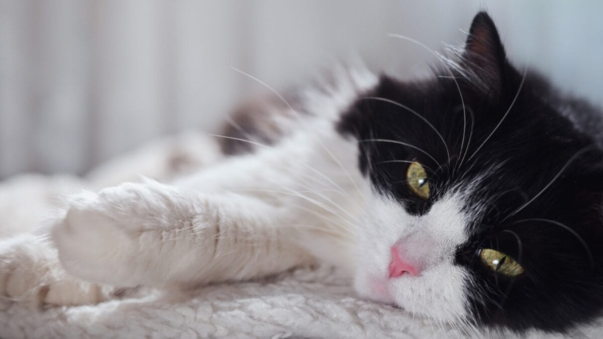 10 Heartbreaking Signs Your Cat May Be Dying 4 10 Heartbreaking Signs Your Cat May Be Dying - tuxedo cat lifespan dp643928476