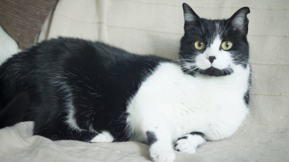 9 Reasons Your Cat's Meow Means More Than You Think 6 9 Reasons Your Cat's Meow Means More Than You Think - tuxedo cat old age dp447570126