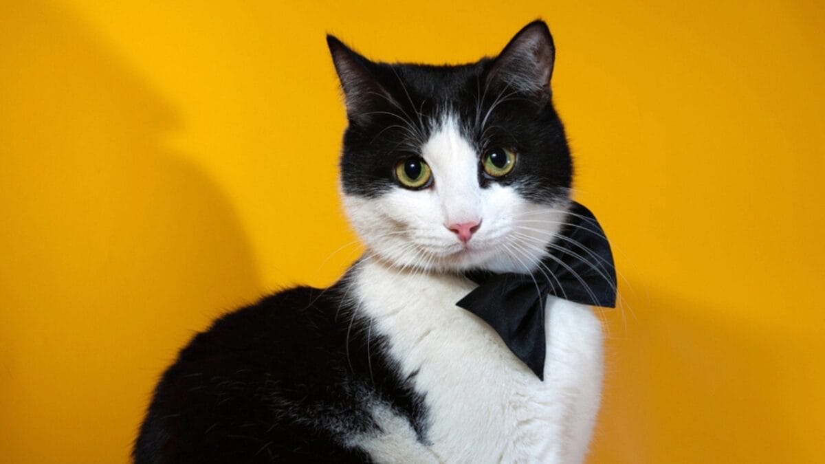 10 Facts About Tuxedo Cats You Probably Didn’t Know 4 10 Facts About Tuxedo Cats You Probably Didn’t Know - tuxedo cat with bow tie dp62941179