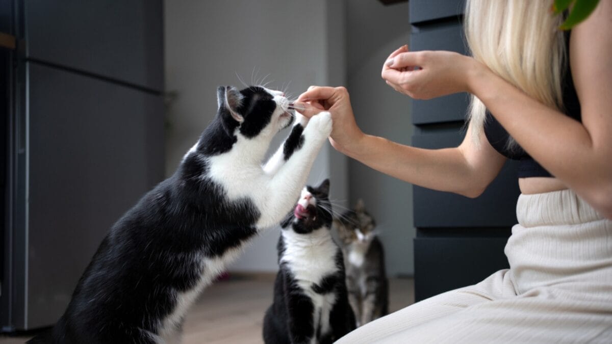 Your Cat's Purr Might Be the Key to Better Wellbeing 4 Your Cat's Purr Might Be the Key to Better Wellbeing - tuxedo cat with owner dp635760656