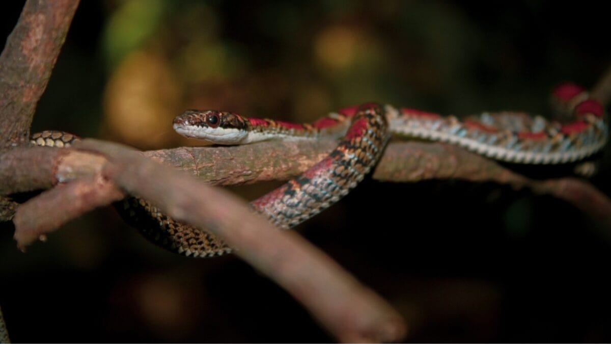20 of the Most Colorful Snakes You'll Ever See 19 20 of the Most Colorful Snakes You'll Ever See - twin barred snake ss2455026777
