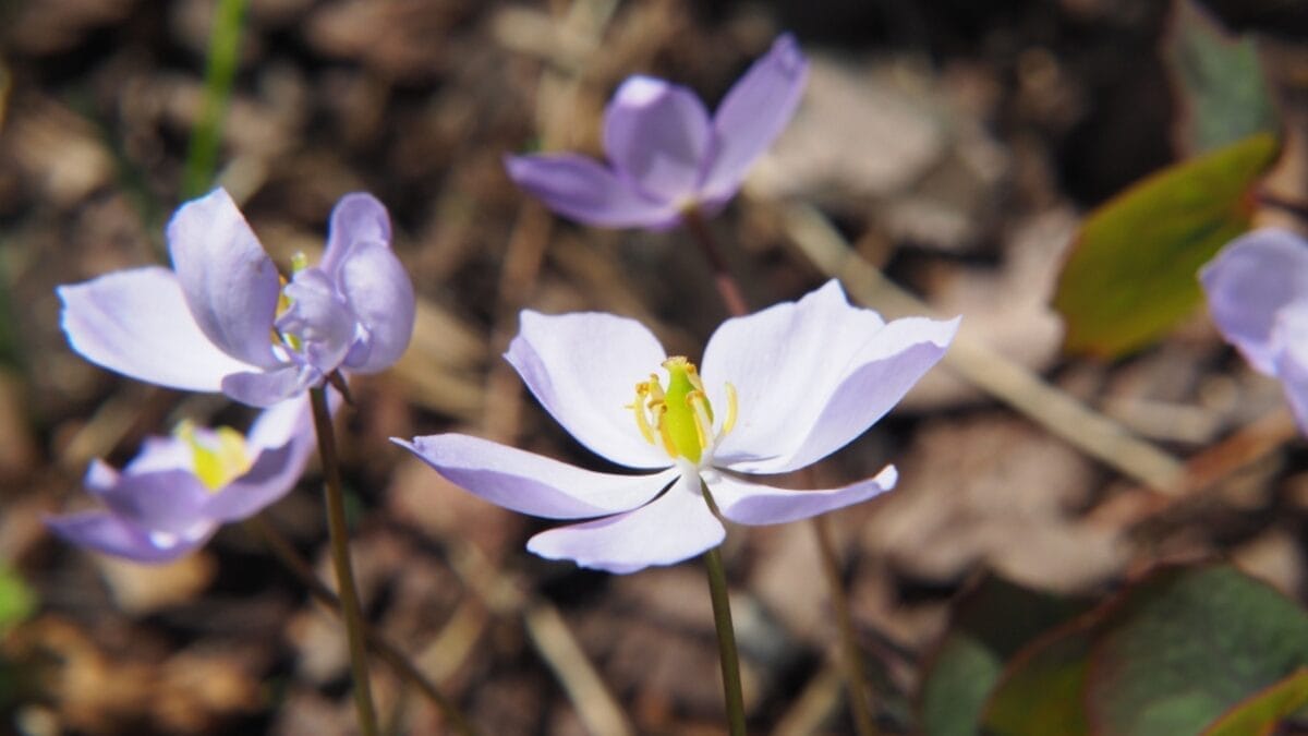 5 Reasons Why You Should Plant Twinleaf in Your Garden - twin leaf flower ss1088246669