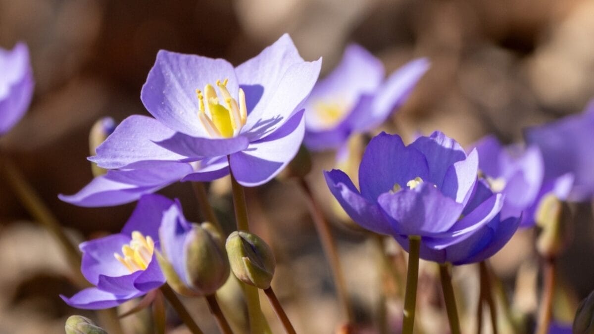 5 Reasons Why You Should Plant Twinleaf in Your Garden 4 5 Reasons Why You Should Plant Twinleaf in Your Garden - twin leaf purple flower closeup ss2441951317