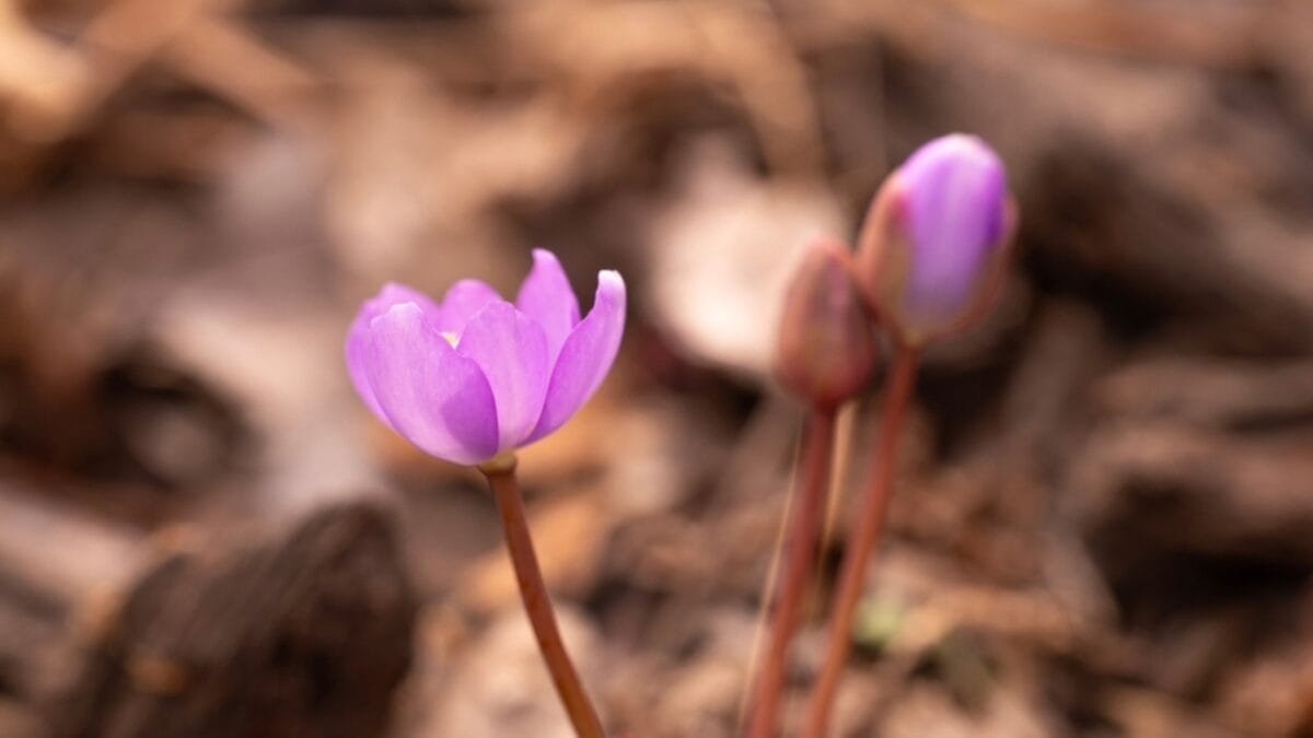 5 Reasons Why You Should Plant Twinleaf in Your Garden 6 5 Reasons Why You Should Plant Twinleaf in Your Garden - twin leaf soil brown ss2441559223