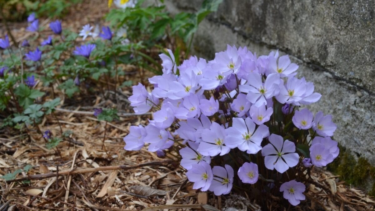 5 Reasons Why You Should Plant Twinleaf in Your Garden 7 5 Reasons Why You Should Plant Twinleaf in Your Garden - twin leaf with other plants ss2090053810