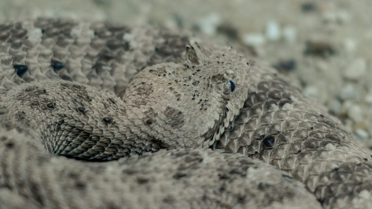 30 Rattlesnake Species from Around the Globe: Majority in U.S. 14 30 Rattlesnake Species from Around the Globe: Majority in U.S. - twin spotted rattlesnake dp414279452