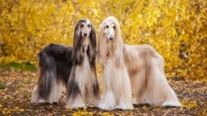 10 Things About Afghan Hounds You Probably Didn't Know 1 10 Things About Afghan Hounds You Probably Didn't Know - two afghan hound dogs dp275668802