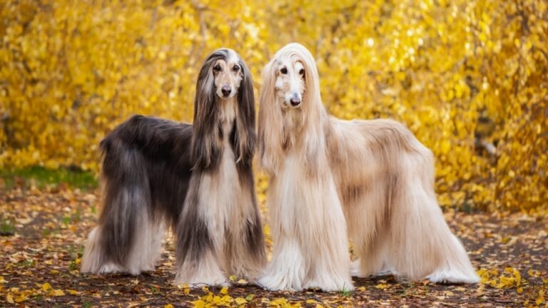 10 Things About Afghan Hounds You Probably Didn't Know 6 10 Things About Afghan Hounds You Probably Didn't Know - two afghan hound dogs dp275668802