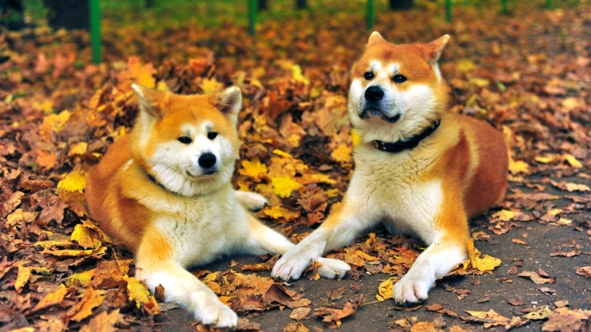 12 Little-Known Facts About Akita Dogs That Will Surprise You - two akita dogs sitting dp73994655