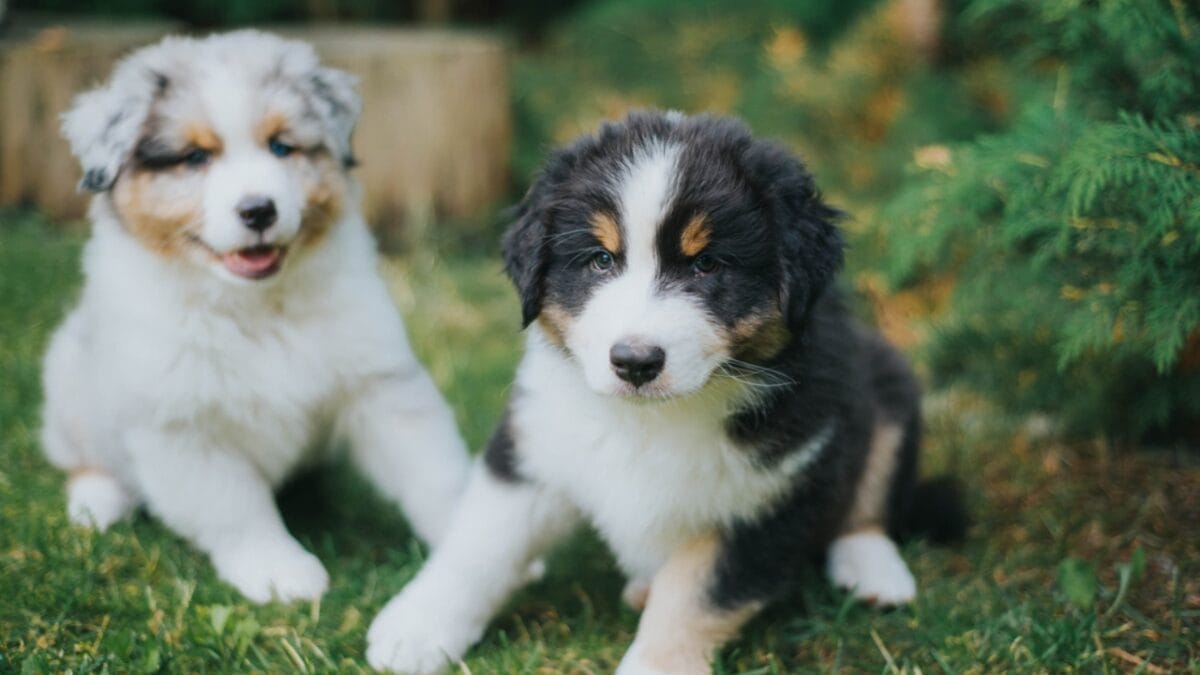 10 Lesser-Known Facts About Australian Shepherd Dogs You Probably Didn’t Know 8 10 Lesser-Known Facts About Australian Shepherd Dogs You Probably Didn’t Know - two australian dogs puppy sitting ss2003923973