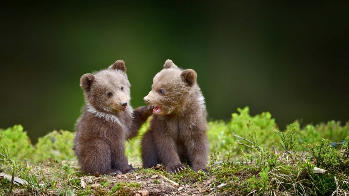 18 Wild Facts About Grizzly Bears 9 18 Wild Facts About Grizzly Bears - two baby grizzly bears ss719158006