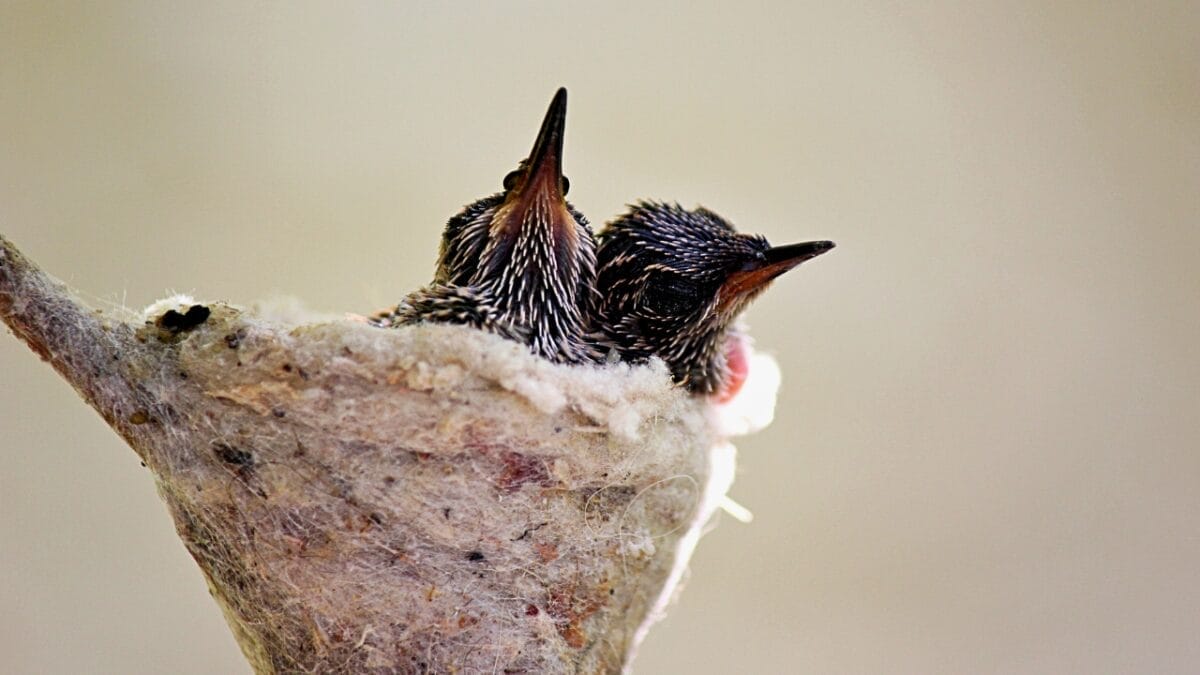 10 Ways to Attract Bluebirds to Your Yard 11 10 Ways to Attract Bluebirds to Your Yard - two baby humming birds in a nest ss1483748285