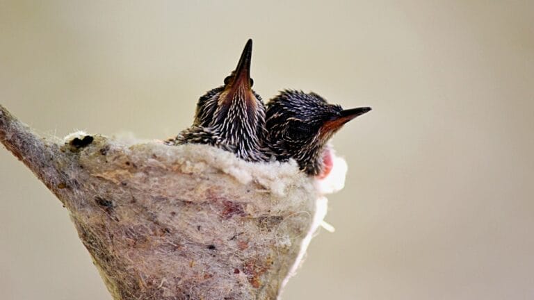 15 Plants to Turn Your Garden into a Hummingbird Haven - two baby humming birds in a nest ss1483748285
