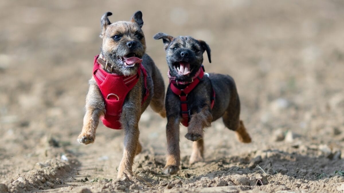 The 100-Mile Solo Journey of Lucky & 10 Reasons Why Border Terriers are Extraordinary 4 The 100-Mile Solo Journey of Lucky & 10 Reasons Why Border Terriers are Extraordinary - two border terrier dog running ss2408424387