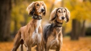 8 Unique Traits That Have Made Saluki Dogs Cherished Companions for Millennia 1 8 Unique Traits That Have Made Saluki Dogs Cherished Companions for Millennia - two brown saluki dog autumn ss753491638