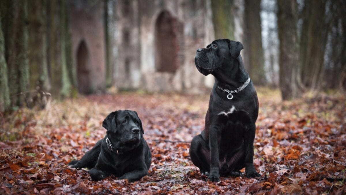Why Cane Corso Owners Need to Know About This Lifespan Study: 5 Factors 6 Why Cane Corso Owners Need to Know About This Lifespan Study: 5 Factors - two corso dogs in forest dp54563609