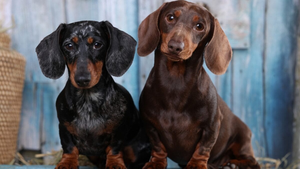 10 Grooming Tips to Keep a Dachshund Looking Sleek - two dachshund dog dp198795996