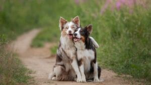 10 Pairs of Dog Breeds That Almost Look Identical 1 10 Pairs of Dog Breeds That Almost Look Identical - two dogs hugging ss1588395283