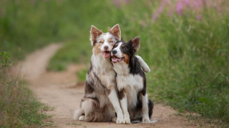 10 Pairs of Dog Breeds That Almost Look Identical - two dogs hugging ss1588395283