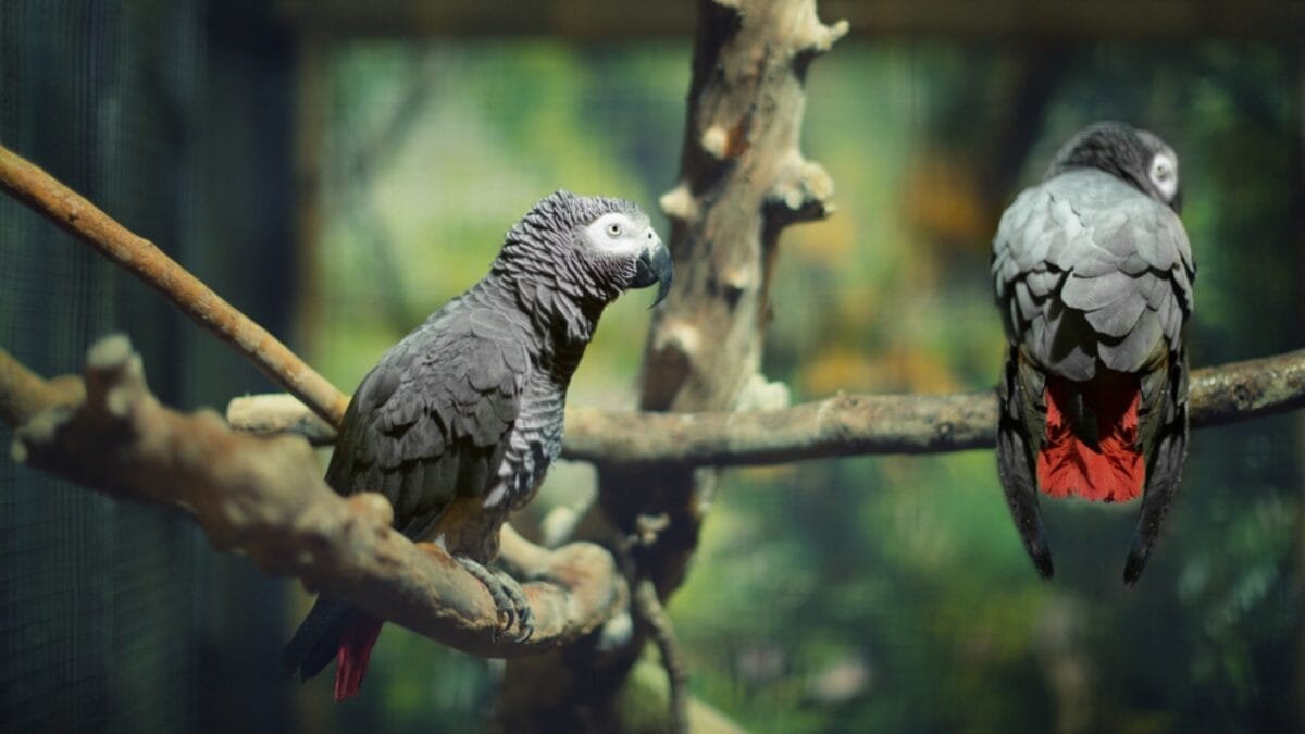 10 Things About the Dracula Parrot You Probably Didn’t Know 7 10 Things About the Dracula Parrot You Probably Didn’t Know - two dracula parrot dp152110088