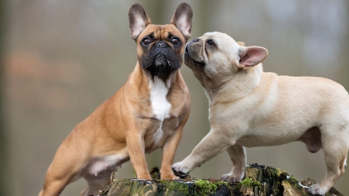 10 Things Only French Bulldog Aficionados Know 3 10 Things Only French Bulldog Aficionados Know - two french bulldog kissing ss2377236005