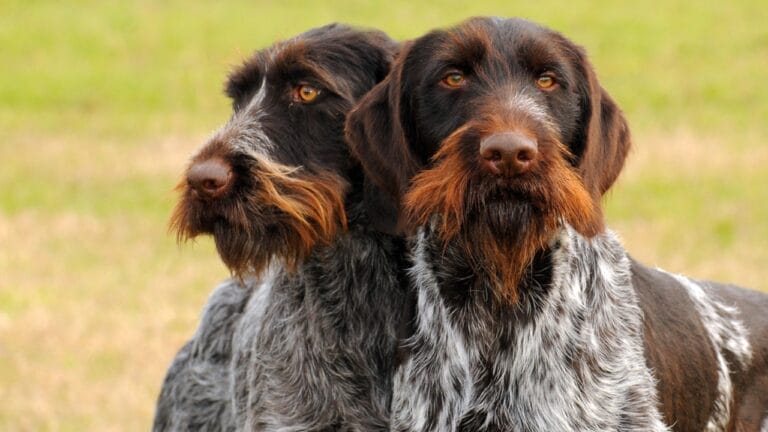Why German Wirehaired Pointers are Exceptional Dogs: 10 Remarkable Traits 9 Why German Wirehaired Pointers are Exceptional Dogs: 10 Remarkable Traits - two german wirehead pointer dogs ss625758989
