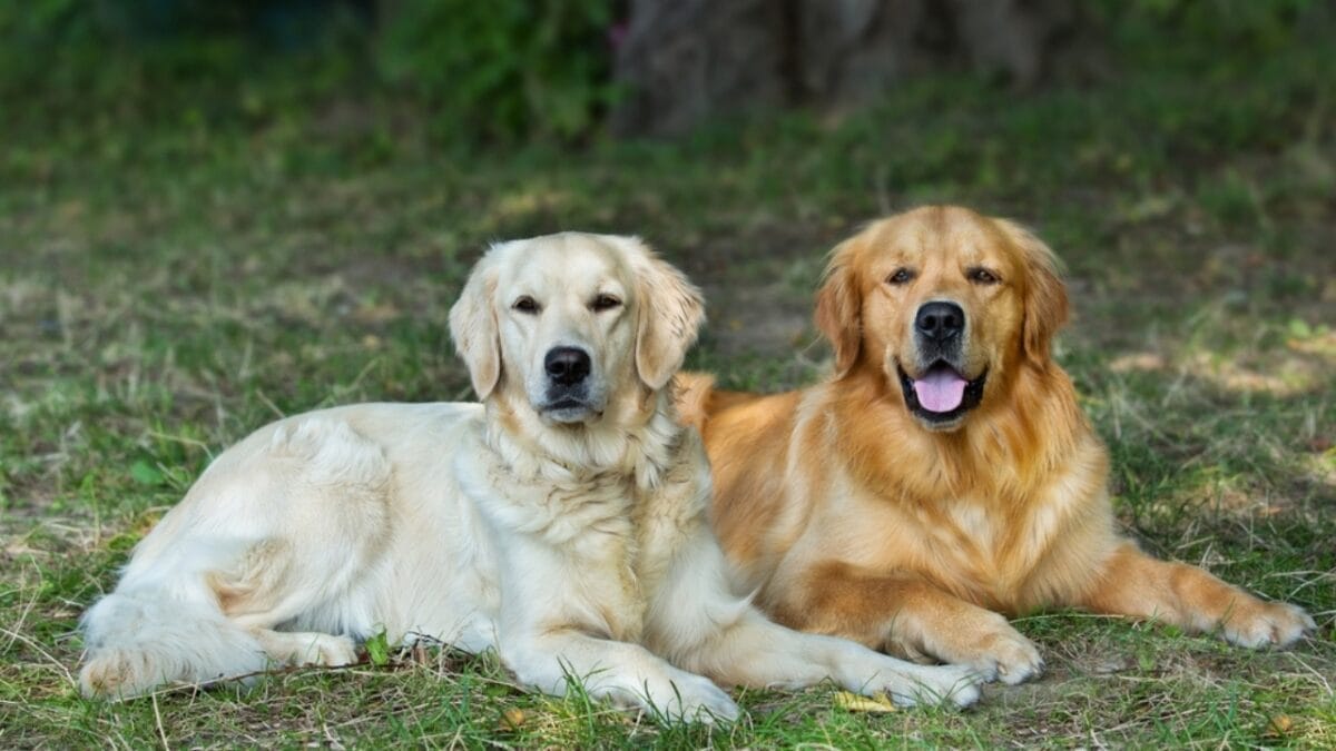 15 Dog Breeds That are Purr-fect for Cat Lovers 2 15 Dog Breeds That are Purr-fect for Cat Lovers - two golden retriever dogs sitting ss111470405