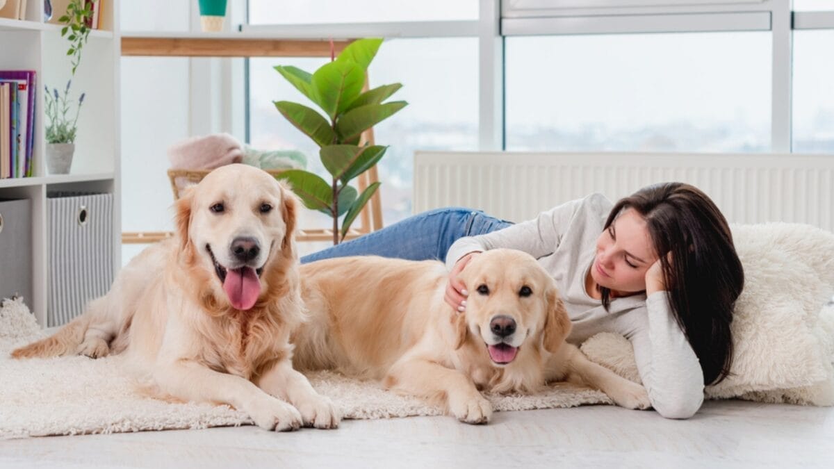 15 Dogs That Form Unbreakable Bonds with Their Humans - two golden retrievers ss1919780720