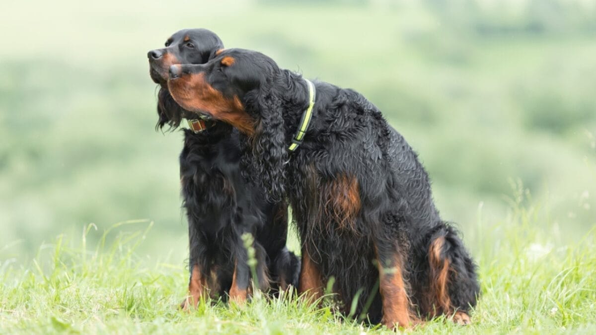 Meet the Gordon Setter: 10 Facts About the Breed Known for Its Royal Ancestry & Remarkable Hunting Skills 9 Meet the Gordon Setter: 10 Facts About the Breed Known for Its Royal Ancestry & Remarkable Hunting Skills - two gordon setter dp483039886