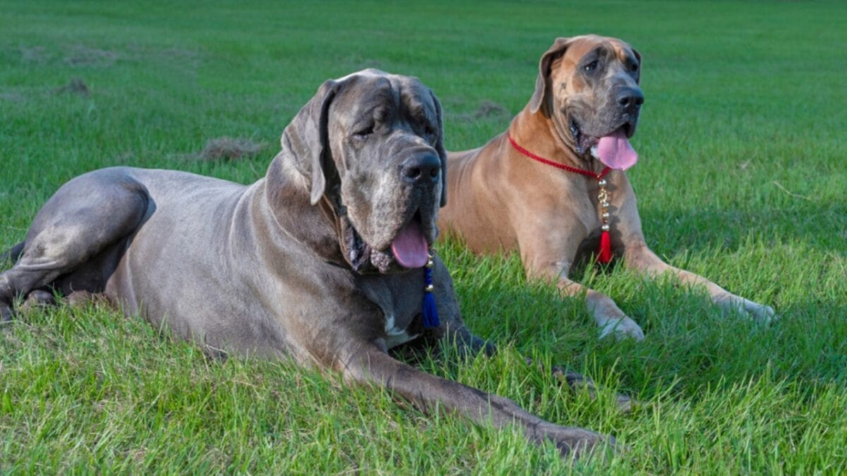 20 Dog Breeds That Lift Your Spirits & Bring Comfort on Hard Days 2 20 Dog Breeds That Lift Your Spirits & Bring Comfort on Hard Days - two great dane dogs sitting dp217434598