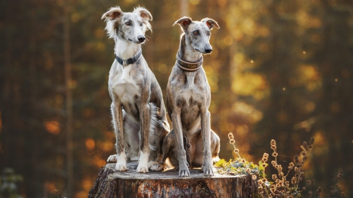 20 Dog Breeds That Lift Your Spirits & Bring Comfort on Hard Days 18 20 Dog Breeds That Lift Your Spirits & Bring Comfort on Hard Days - two greyhound dogs sitting ss1490906138