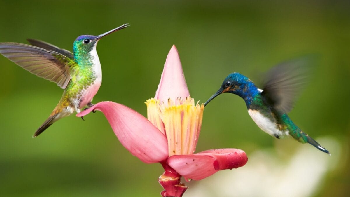 6 Reasons Why Hummingbirds Can't Keep Quiet: Chirp, Chirp 3 6 Reasons Why Hummingbirds Can't Keep Quiet: Chirp, Chirp - two hummigbirds ss384143626