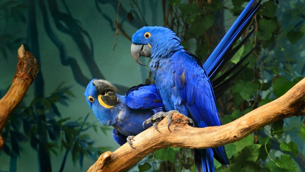 12 of the Most Beautiful Animals in the World - two hyacinth macaw ss1656046441
