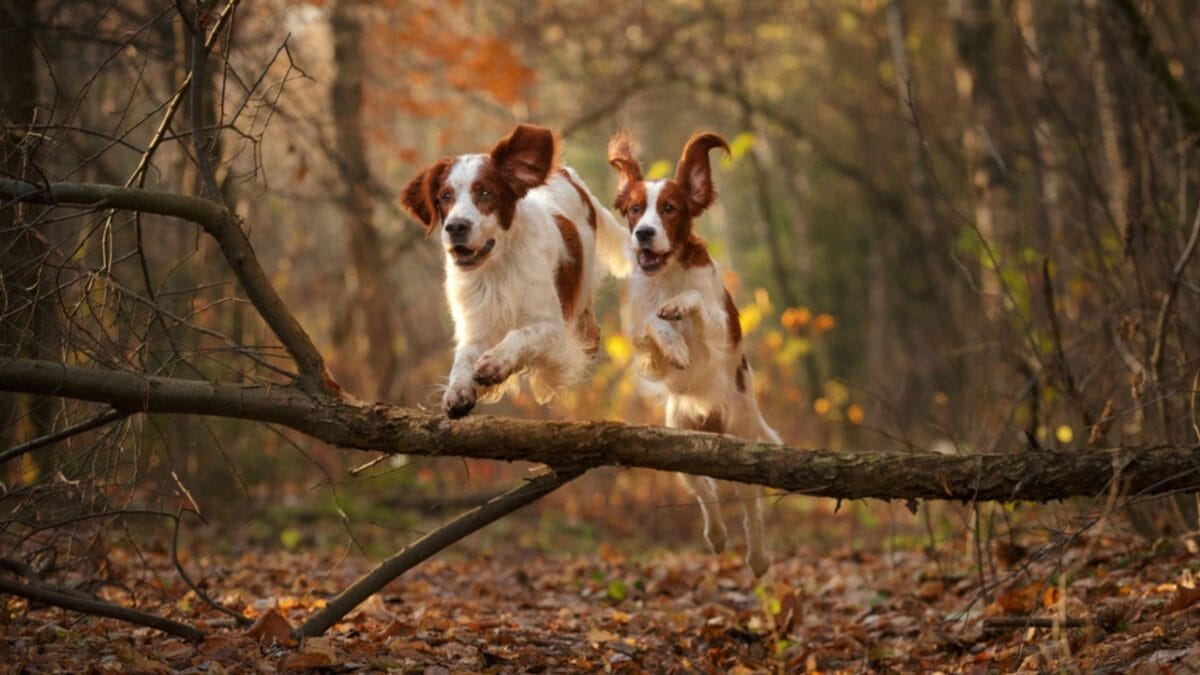 8 Things You Didn't Know About the Rare Irish Red & White Setter—With Only 500 Dogs Registered in the U.S. 6 8 Things You Didn't Know About the Rare Irish Red & White Setter—With Only 500 Dogs Registered in the U.S. - two irish setter dog jumping ss1256143672