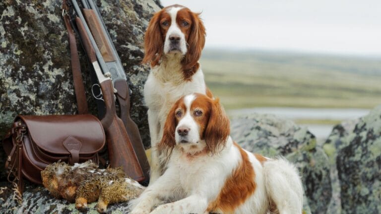 8 Things You Didn't Know About the Rare Irish Red & White Setter—With Only 500 Dogs Registered in the U.S. 8 8 Things You Didn't Know About the Rare Irish Red & White Setter—With Only 500 Dogs Registered in the U.S. - two irish setter dog ss1013885284