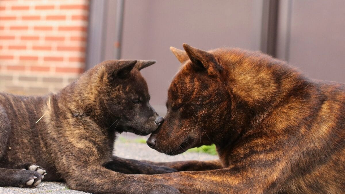 10 Rare Dog Breeds Most People Don't Know About 4 10 Rare Dog Breeds Most People Don't Know About - two kai ken dog ss1673319256