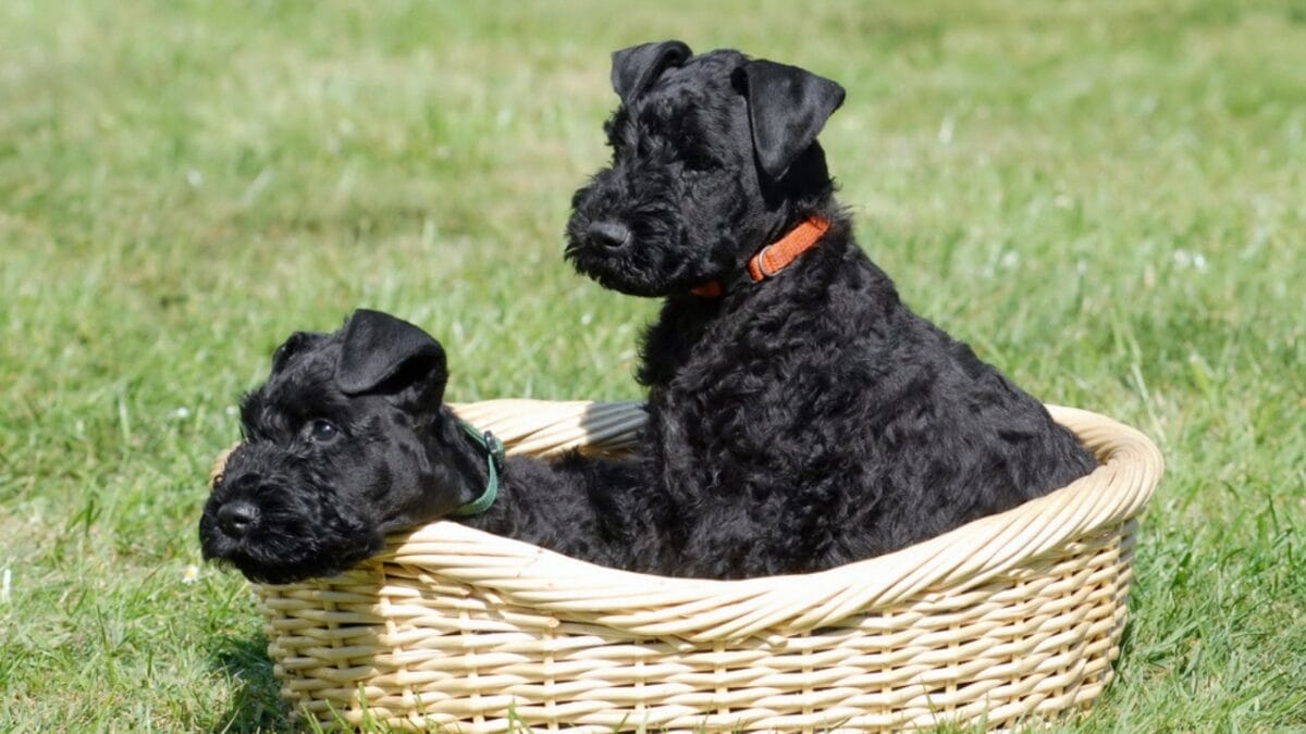 10 Facts About the Unique Kerry Blue Terrier Dog Breed, Once Loved by Irish Farmers - two kerry blue terrier ss162220904