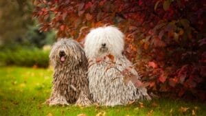 The ‘Mop Dog’ with Dreadlocks: 10 Things You Didn’t Know About the Komondor Breed 1 The ‘Mop Dog’ with Dreadlocks: 10 Things You Didn’t Know About the Komondor Breed - two komondor dogs tree ss555282865