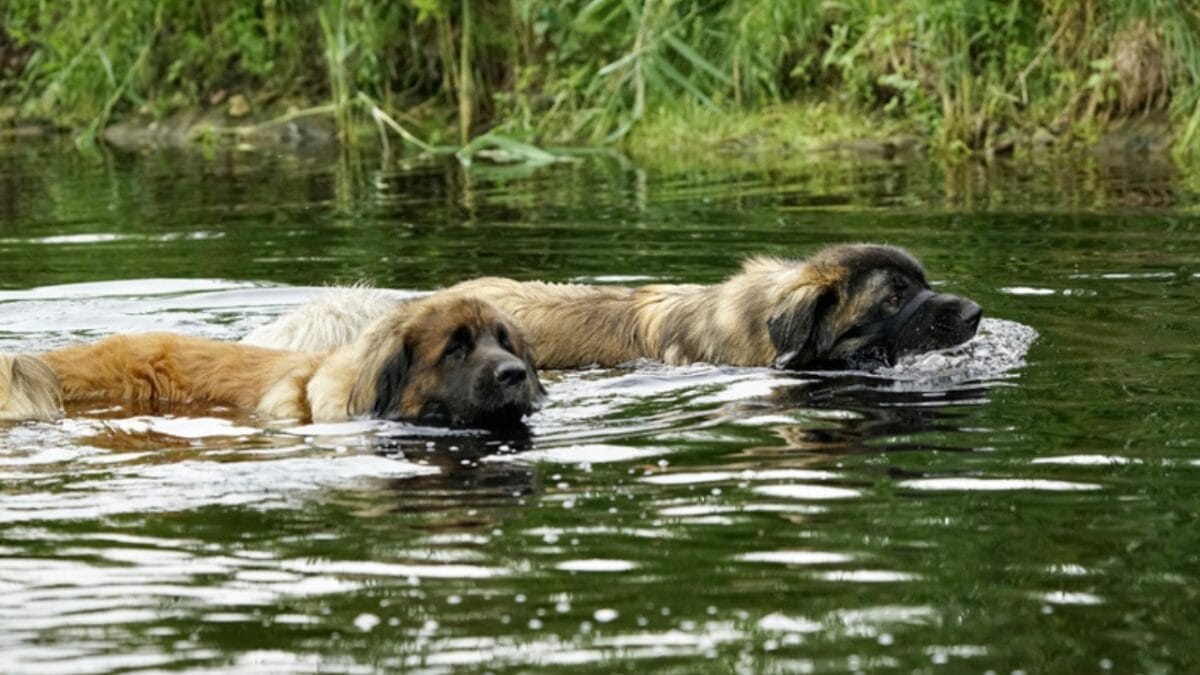 These Dogs Are Born Swimmers—and Your Perfect Water Buddies 4 These Dogs Are Born Swimmers—and Your Perfect Water Buddies - two leonberger dog swimming ss1989806678
