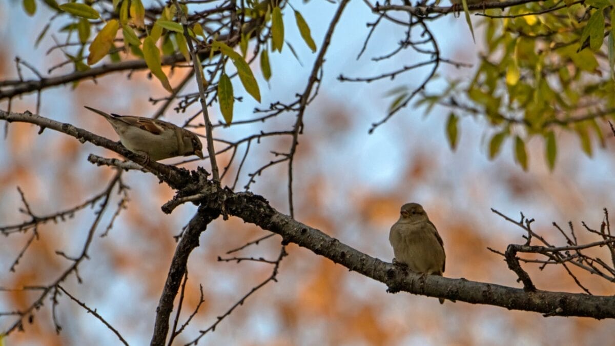 15 Talents of Mockingbirds - Nature's Cover Artists 5 15 Talents of Mockingbirds - Nature's Cover Artists - two mockingbird mating dp622046318