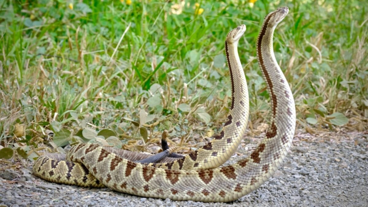15 of the Most Extreme Animals Roaming Wild in North America - two rattlesnake ss1590141820