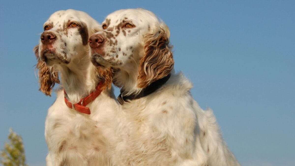 10 Things Only Devoted English Setter Lovers Know 4 10 Things Only Devoted English Setter Lovers Know - two setter dogs standing dp2323309