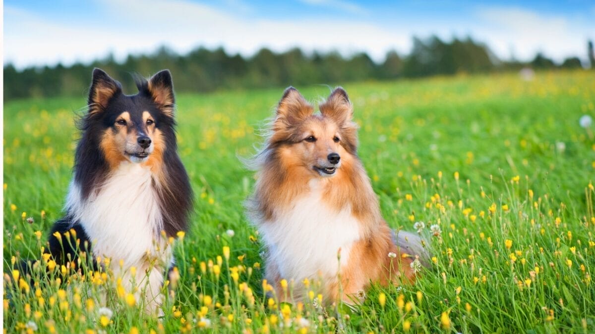 Dog Breeds: All Types from Small to Giant, Personalities & Characteristics 59 Dog Breeds: All Types from Small to Giant, Personalities & Characteristics - two shetland sheepdog on a field ss1077030047