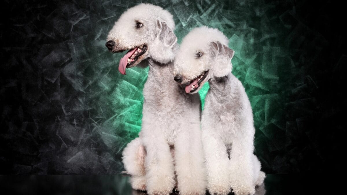 10 Bedlington Terrier Secrets Only True Dog Lovers Know 10 10 Bedlington Terrier Secrets Only True Dog Lovers Know - two terrier dogs side black dp218869660